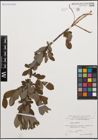 Foto von Salix cinerea L.